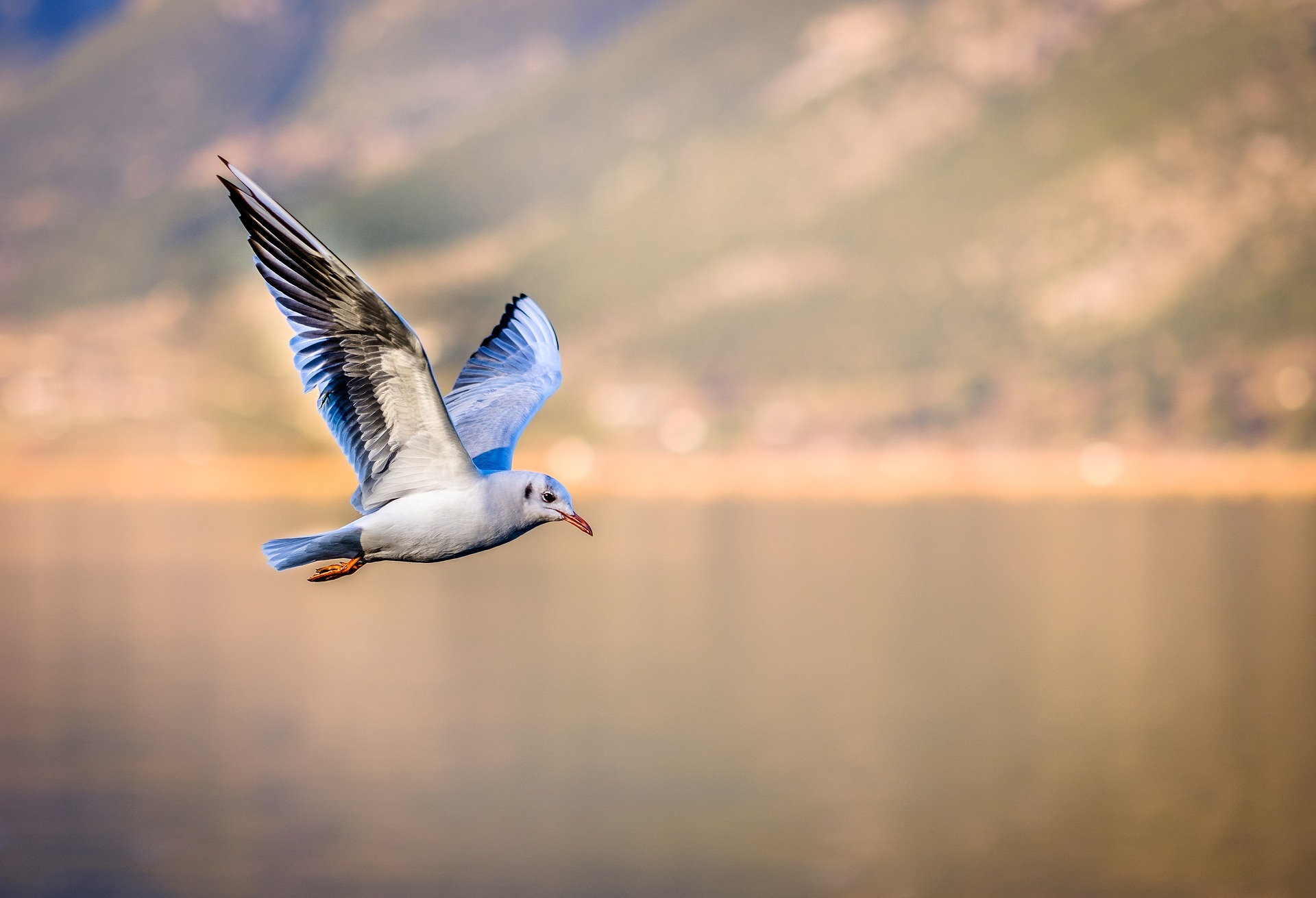 bird-3158784_1920